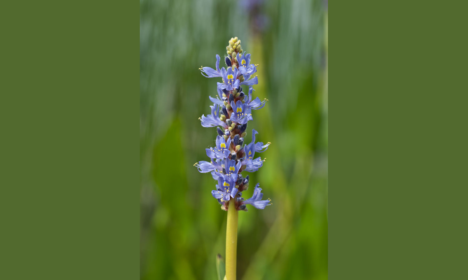 Pickerelweed 1500px
