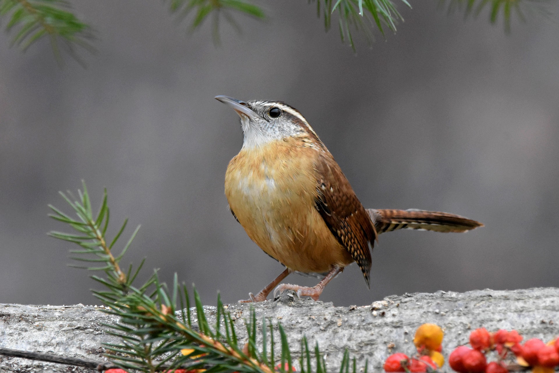 Carolina wren 2