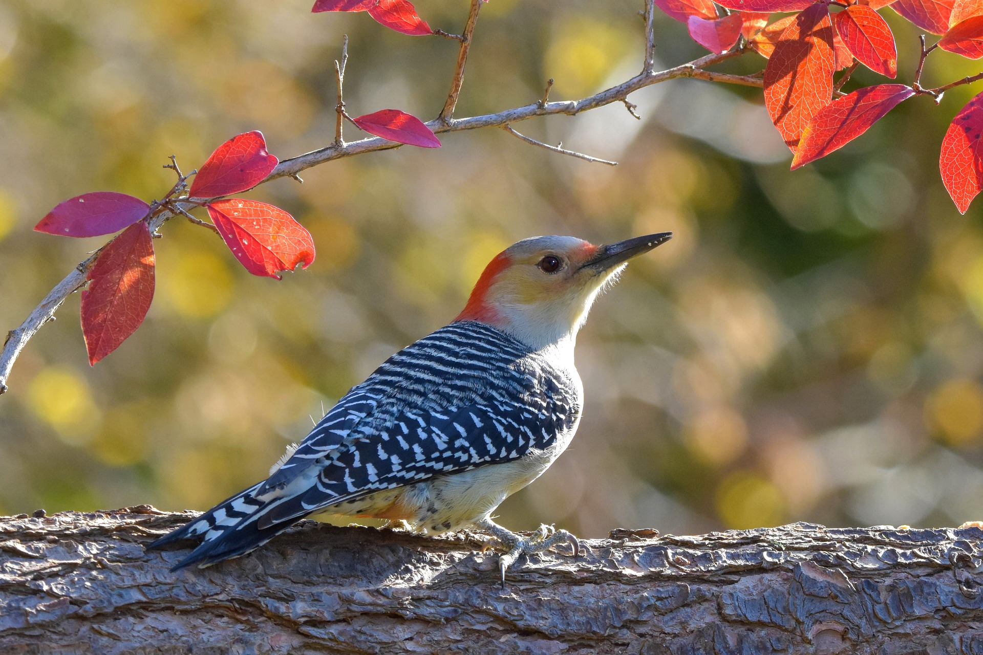 Fall Red-Bellied Woodpecker