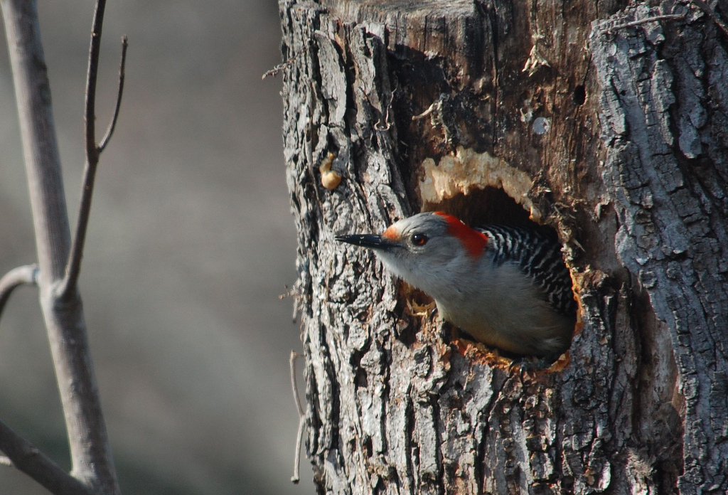 Red Bellied Woodpecker-Fauna