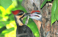 Pileated woodpecker feeding young