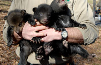 three baby bears
