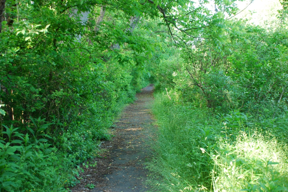 Trail in Spring